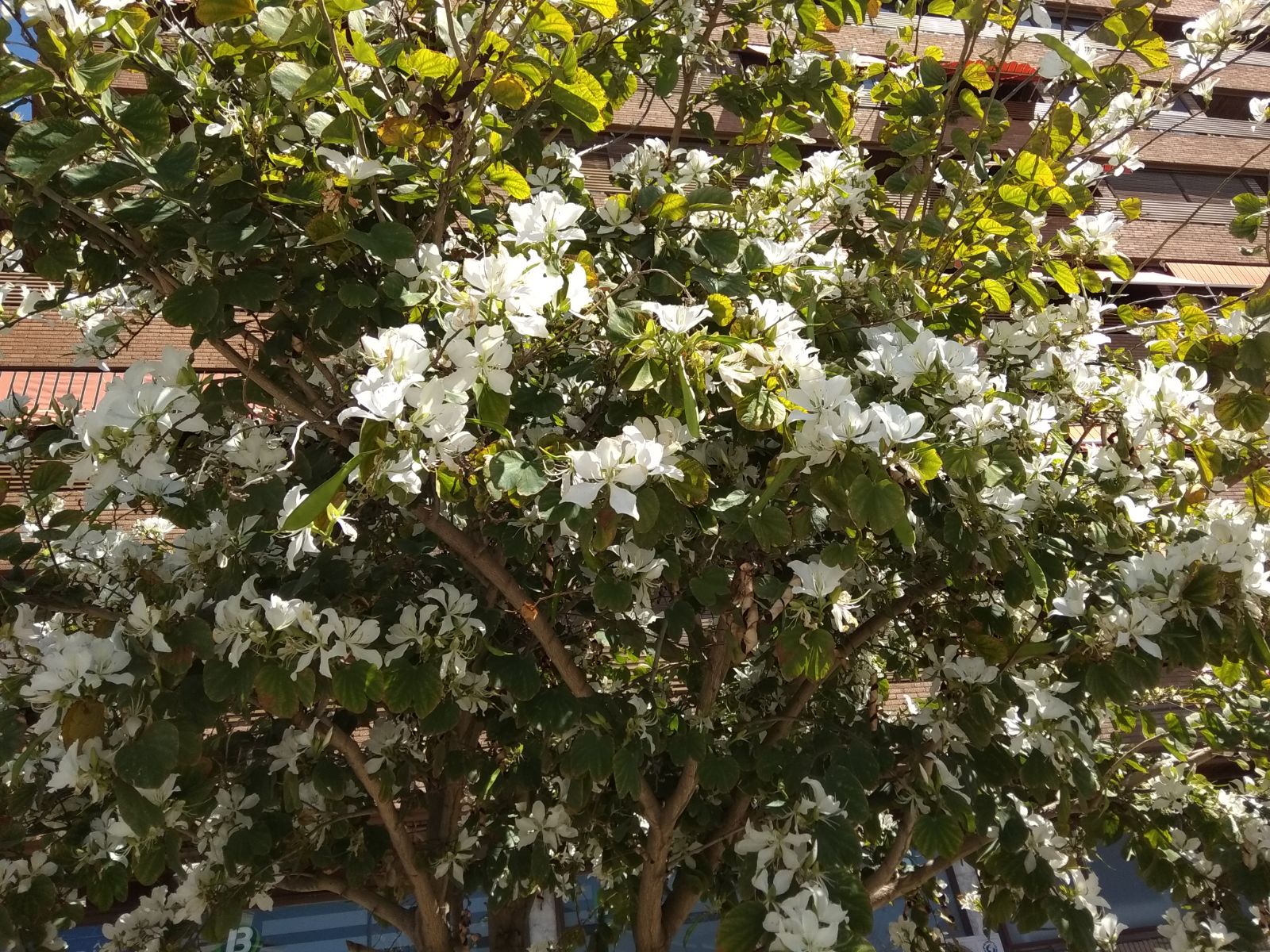 Flores blancas