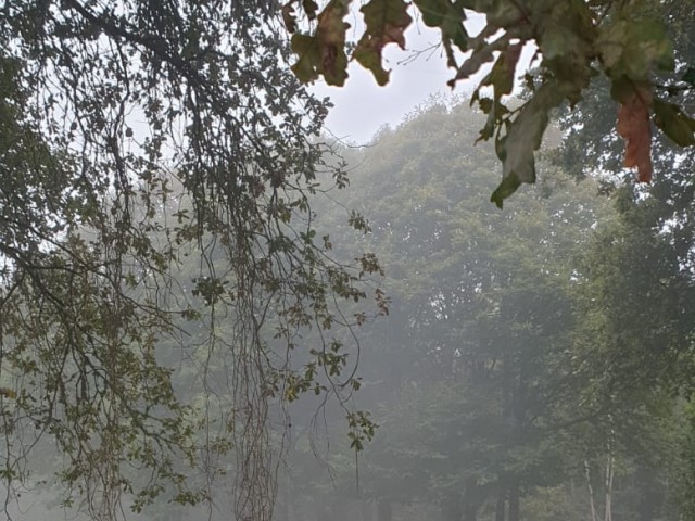 LA NIEBLA