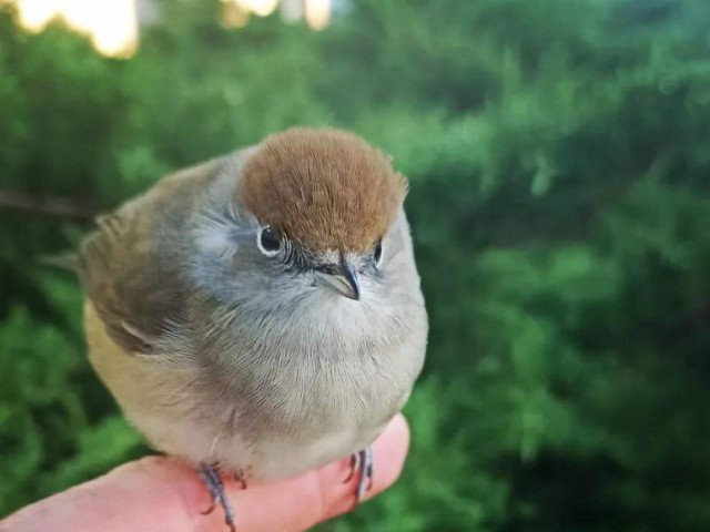 UNA HISTORIA DE PÁJAROS